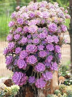 糖心超大紫乐老桩 旺宅 紫气东来盆栽花卉耐寒耐旱好养多肉植物