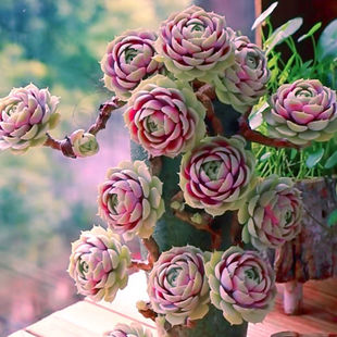 粉蝶多肉露娜莲推荐新手好养阳台萌肉肉办公室内创意盆栽花卉绿植