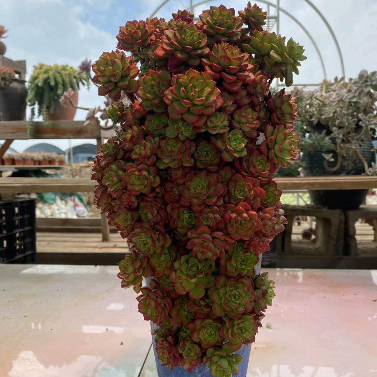 玫瑰蒂亚 多肉植物老桩多肉植物包损