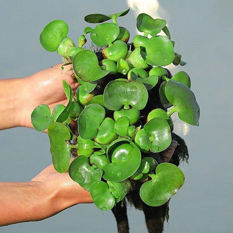 水葫芦植物水生四季种水养造景净化水质养乌龟鱼虾水芙蓉水草