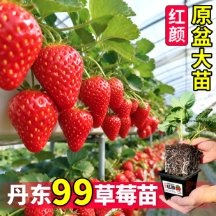 红颜丹东99草莓苗秧香甜奶油草莓原盆大苗新手种植四季 黑红白草莓