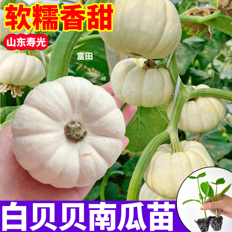 寿光白贝贝南瓜苗秧板栗绿黄白贝贝蜜本老南瓜种子四季高产蔬菜苗