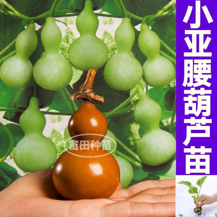小亚腰葫芦苗秧迷你手捻大酒葫芦大小葫芦种籽子文玩观赏庭院寿光