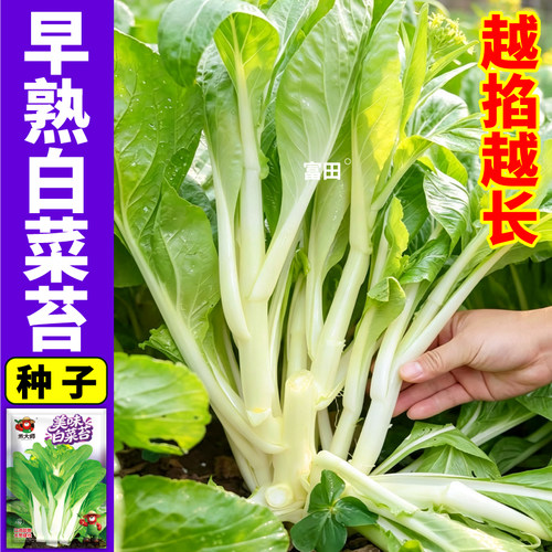 四季白菜苔种子高产菜心种籽农家菜园盆栽春秋新鲜白菜苔蔬菜种子