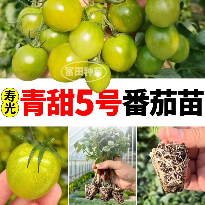 寿光青甜5号小番茄苗秧超甜多汁高产串收绿番茄圣女果阳台种子