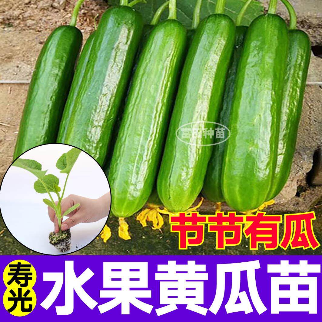 寿光节节有瓜高产无刺水果黄瓜苗秧苗绿芯黄瓜种子籽四季春秋高产
