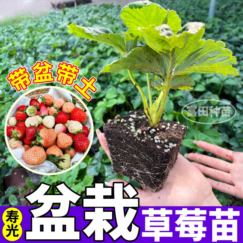 寿光盆栽草莓苗秧高产阳台盆栽庭院种植黑红白草莓苗耐寒基地直发