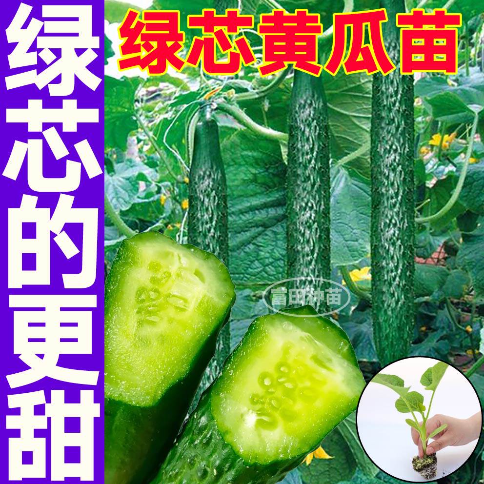 绿芯黄瓜秧苗绿心强雌密刺水果黄瓜种籽秧苗阳台盆栽四季蔬菜种子