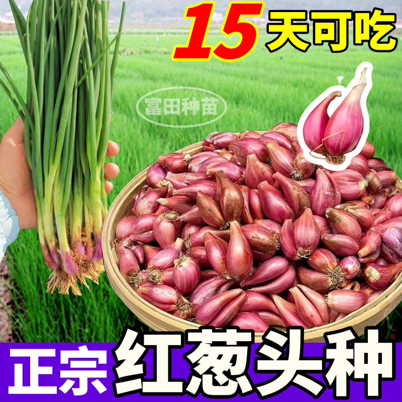 香味浓正宗四川红葱头种四季小香葱干葱头新鲜火葱铁葱易种植盆栽