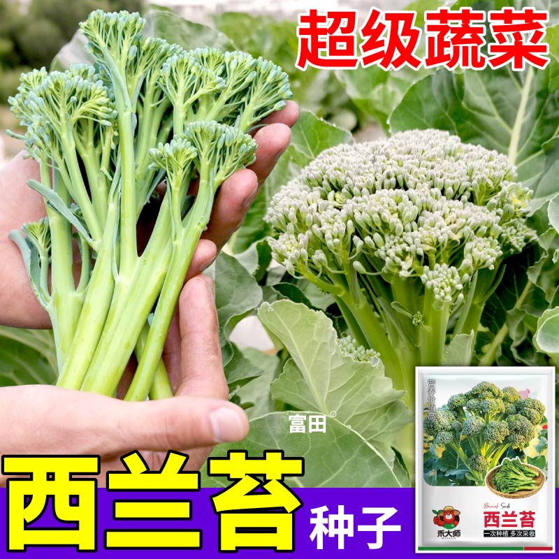 正品西兰苔种子多茬采收耐高温农家阳台小院盆栽地栽大田四季播种
