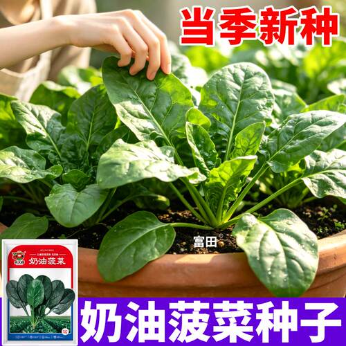 四季奶油菠菜种子趴地菠菜种子耐高温耐寒蔬菜种子阳台盆栽种植
