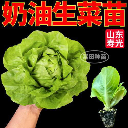 寿光甜脆奶油生菜苗秧高产速生直立红皱生菜种子盆栽地栽四季蔬菜