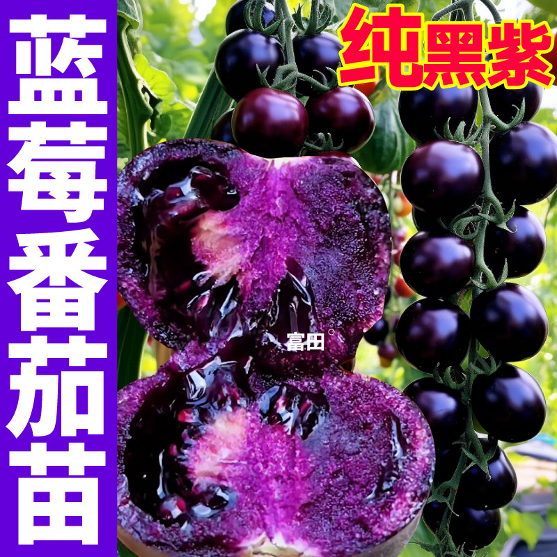 蓝莓圣女果苗秧纯黑紫色番茄种子薄皮超甜黑珍珠红黄白西红柿