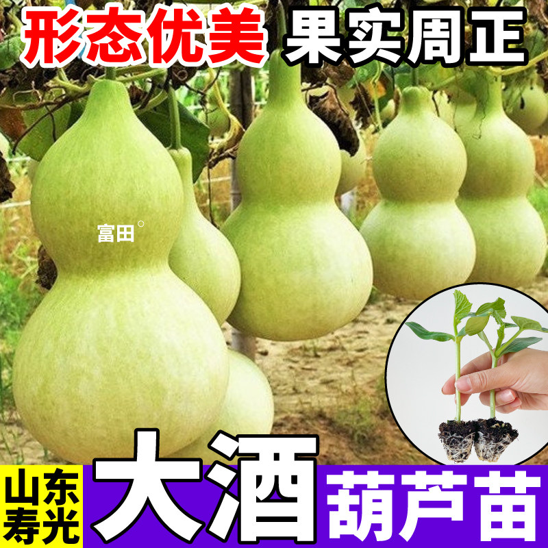 迷你特小手捻葫芦苗秧带土球小亚腰大酒葫芦种子阳台庭院
