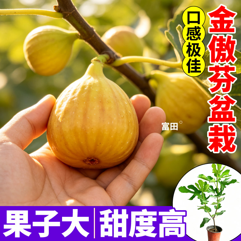 正宗金傲芬无花果盆栽果树苗口感佳香甜多汁四季种植室内盆栽小院