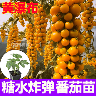黄瀑布番茄苗秧苗金玲珑小黄柿子圣女果种子贝贝黑珍珠籽阳台盆栽