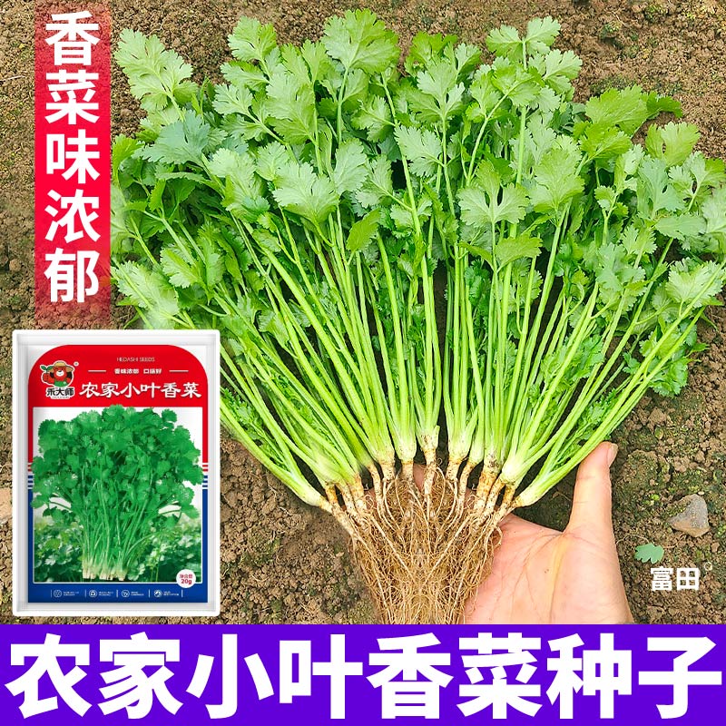 正宗农家小叶香菜种子口感好浓香型小叶香菜农家自种新鲜蔬菜种子