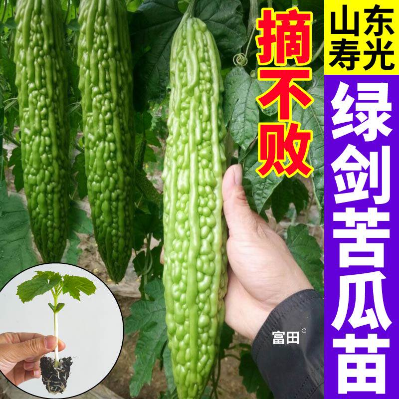 正宗绿剑苦瓜苗秧高产耐热苹果金癞瓜苦瓜苗秧种子阳台庭院可种植