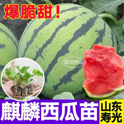 山东寿光冰糖麒麟8424西瓜秧苗阳台盆栽种植懒汉黄小凤西瓜种籽子