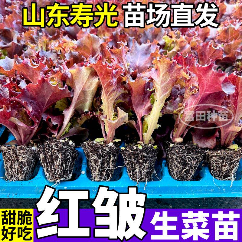 高产红皱生菜苗秧奶油意大利大速各种生菜种子四季阳台带土发货