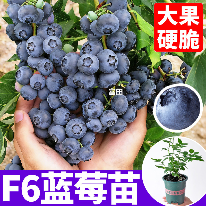 L25花香蓝莓盆栽纯甜原土原盆四季大果F6蓝莓苗南北方好种易成活