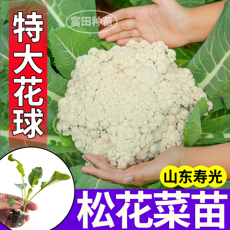 山东寿光松花菜苗秧四季高产紫晶花菜松花菜种子花椰菜菜花盆栽苗