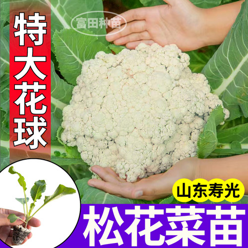 山东寿光松花菜苗秧四季高产紫晶花菜松花菜种子花椰菜菜花盆栽苗