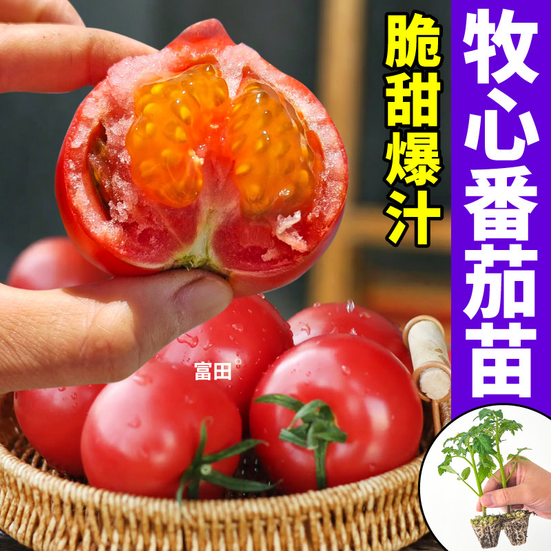 寿光牧心番茄苗秧草莓柿子带土球