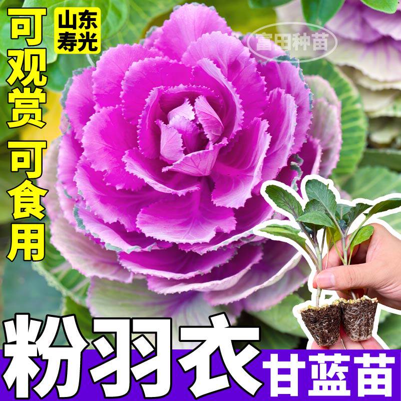 食用观赏粉羽衣甘蓝苗秧带土球四季盆栽阳台蔬菜绿羽衣甘蓝种子