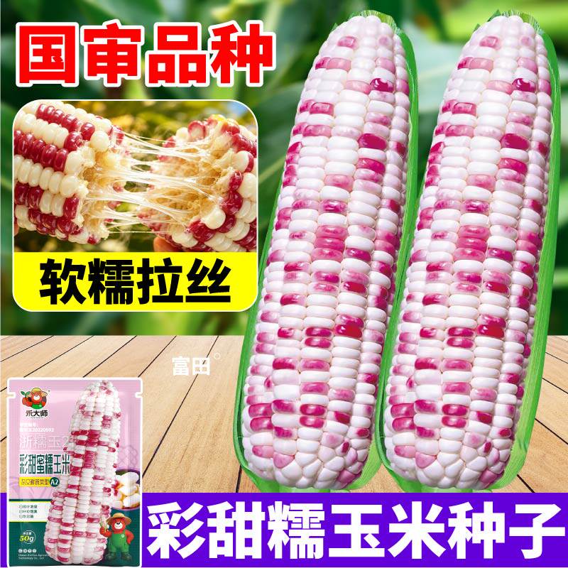 彩甜糯玉米种子当季新种花糯玉米种子非转基因苞米种籽春秋大田