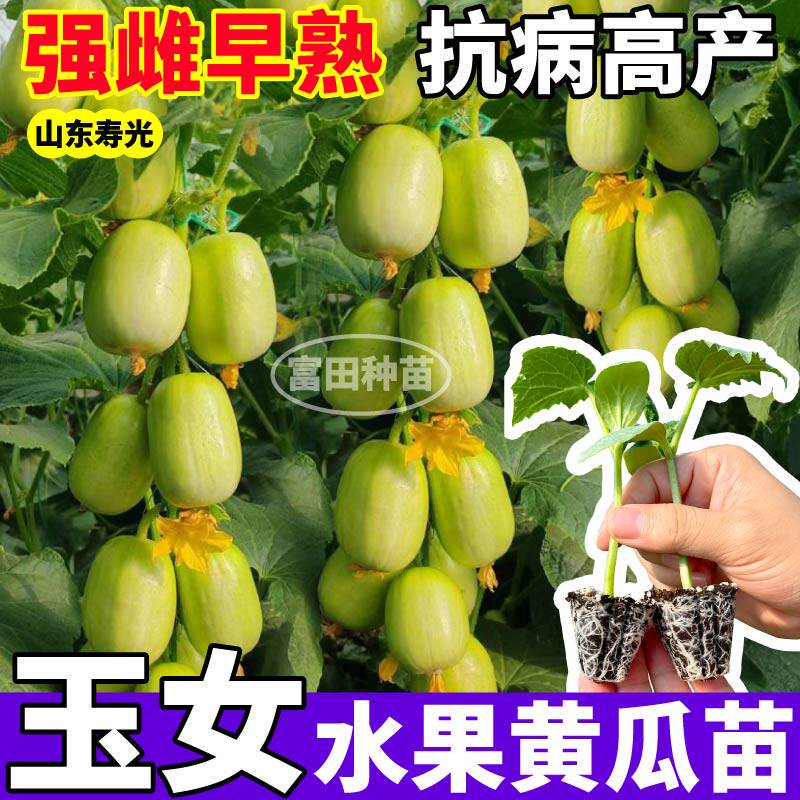 玉女水果黄瓜苗寿光金童玉女黄瓜苗正品水果黄瓜阳台高产黄瓜秧苗