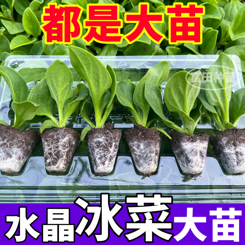 大叶高产冰菜苗秧水晶冰菜种子自带冰晶高产四季盆栽带土球蔬菜苗