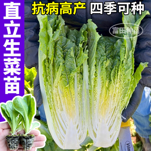 直立生菜苗秧高产奶油红皱大速各种生菜种子四季阳台带土发货