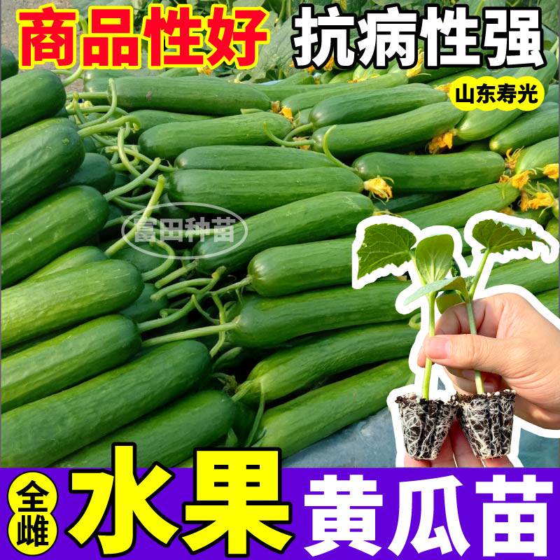 寿光脆甜水果黄瓜苗秧高产无刺小黄瓜青瓜种子阳台盆栽玉女大黄瓜