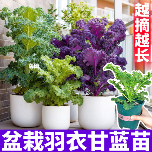 羽衣甘蓝盆栽加仑盆耐寒耐热绿紫羽衣甘蓝盆栽生吃熟吃小院盆栽