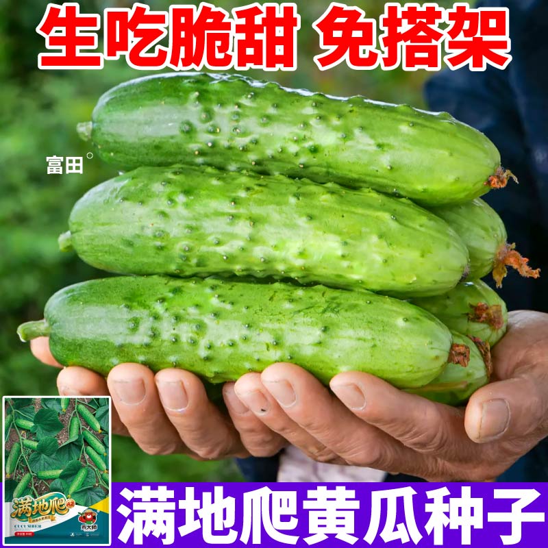 满地爬黄瓜种子不搭架高产水果黄瓜种籽绿芯奶油白玉蔬菜黄瓜种籽
