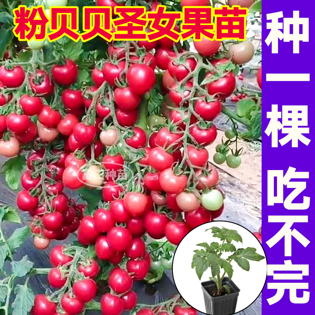 寿光粉贝贝圣女果苗秧超甜樱桃小西红柿金玲珑黑珍珠种子高产四季
