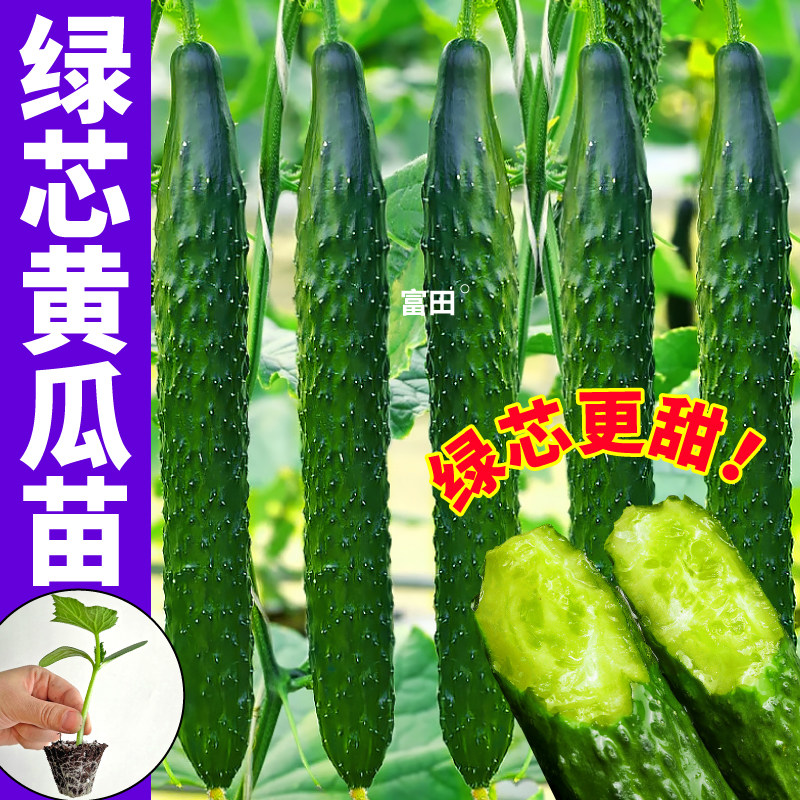正宗绿芯黄瓜苗秧四季高产脆甜满地爬金童玉女黄瓜苗种子阳台可种
