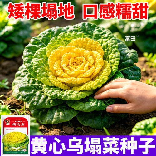新鲜四季黑心乌塌菜种子口感软糯早熟农家种植黑心乌塌菜蔬菜种子