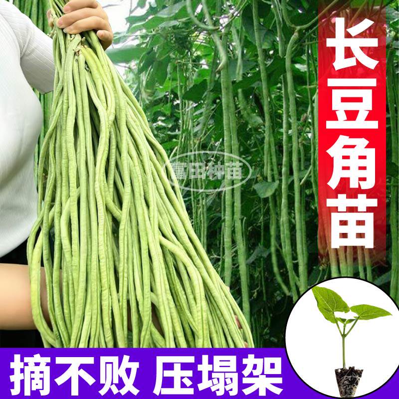 压塌架绿长豇豆苗秧红绿豆角种子春秋四季豆子寿光高产摘不败蔬菜