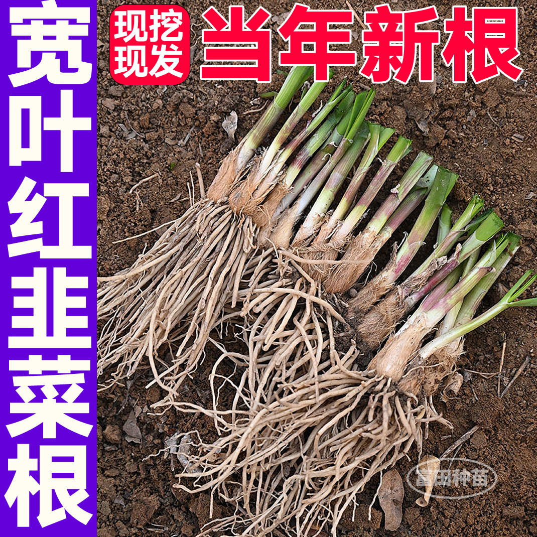 寿光宽叶红韭菜根现挖现发当年新根独根头茬四季盆栽小院大田种子