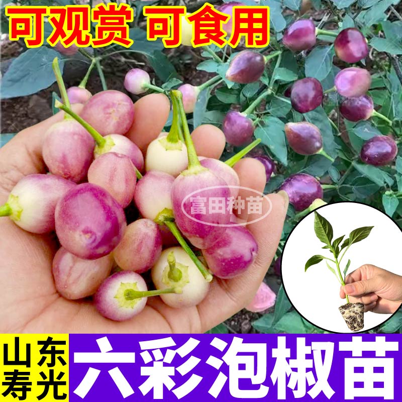 山东寿光六彩泡椒苗秧南北方多彩五彩泡椒种子阳台盆栽红小米辣椒