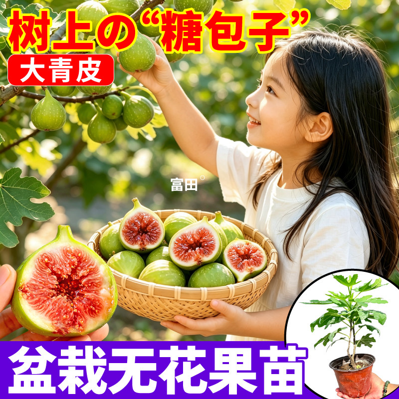 青皮无花果盆栽果树苗大果高甜正品波姬红金傲芬芭劳奈无花果树苗