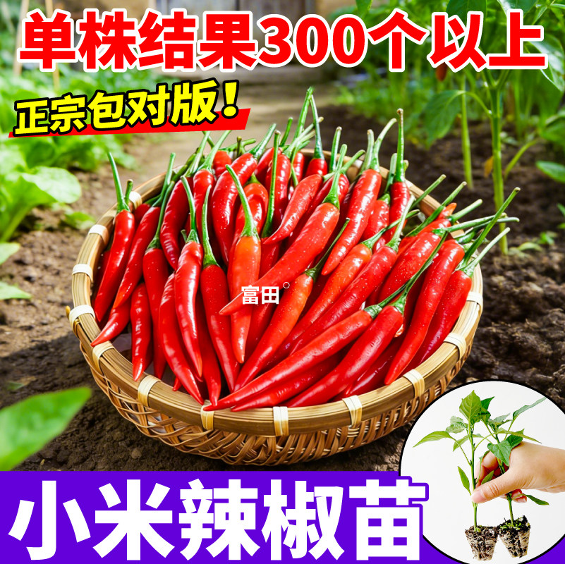 特辣红小米辣椒苗秧高产辣椒种子簇生朝天椒白小米辣四季盆栽种植