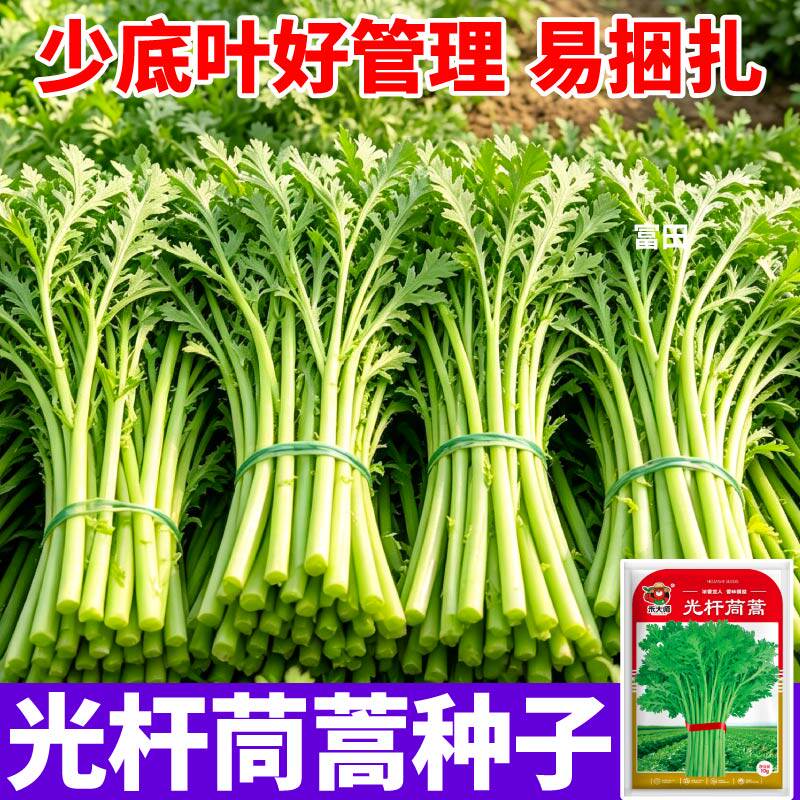 正品光杆茼蒿种子早熟抗病高产持续采收纤维少茼蒿菜籽脆嫩五涩味