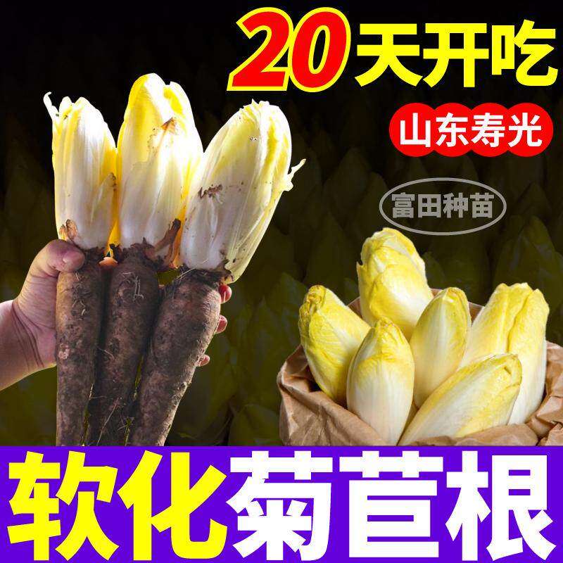 金玉兰菜根四季高产软化菊苣根盆栽地栽紫玉兰菜现挖现发新鲜耐寒