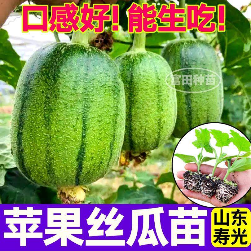 台湾苹果丝瓜苗秧四季高产量短棒肉丝瓜鲜花八角棱丝瓜种苗