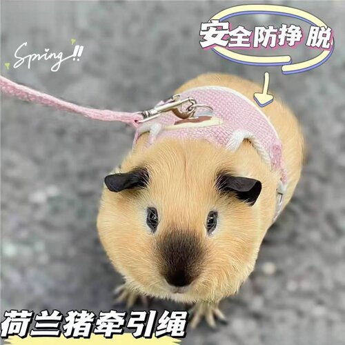 荷兰猪牵引绳豚鼠天竺鼠侏儒兔龙猫外出专用遛绳超小可调小宠通用