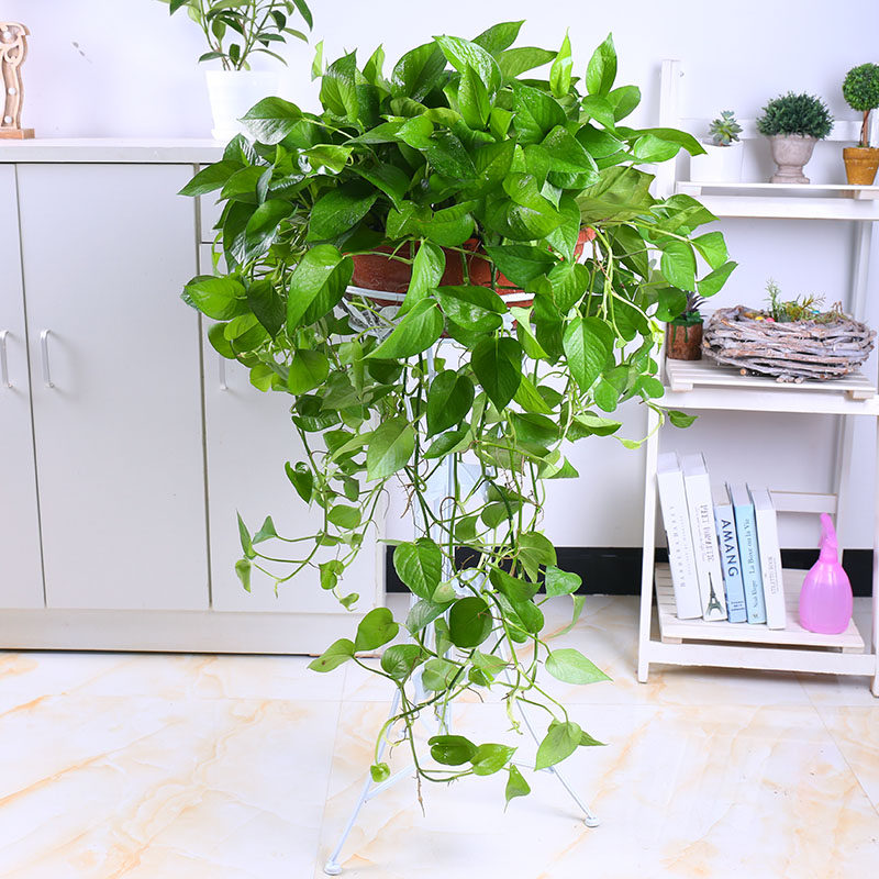 绿萝盆栽室内客厅净化空气甲醛绿植大型绿化办公室植物盆栽绿萝柱