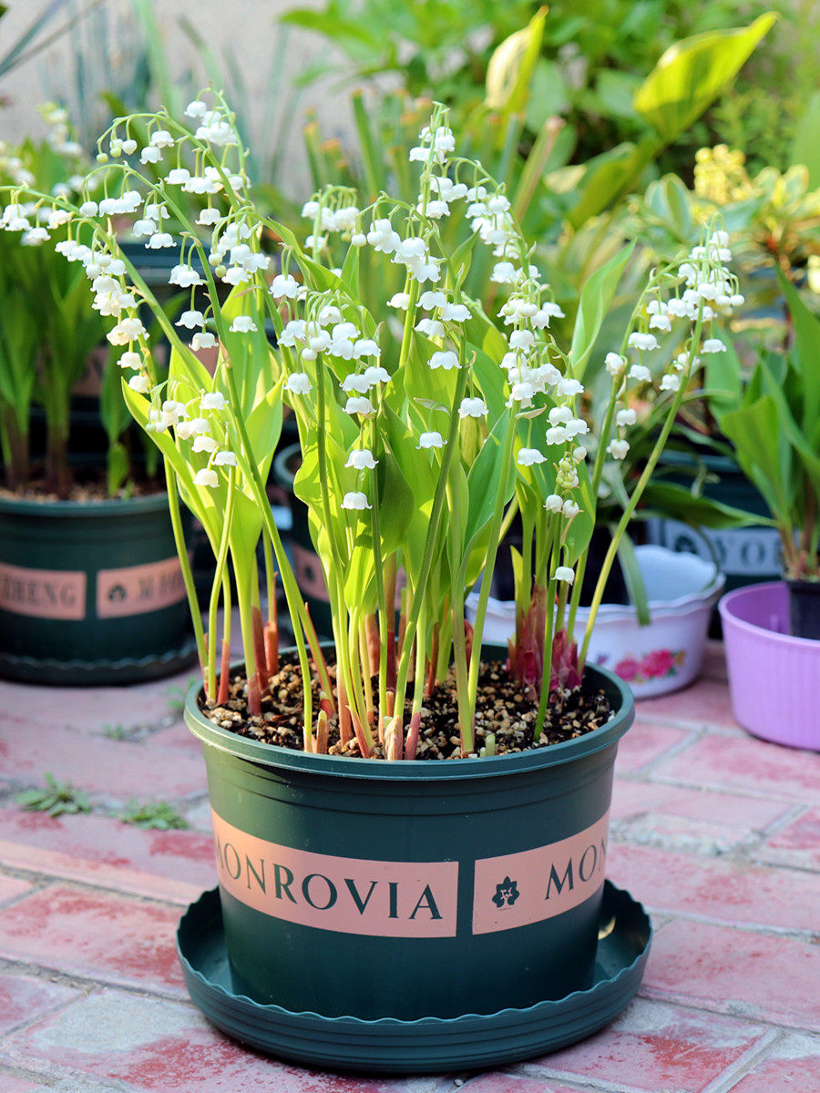 铃兰花苗带芽浓香型耐寒花卉四季易活办公室阳台绿植盆栽当年开花